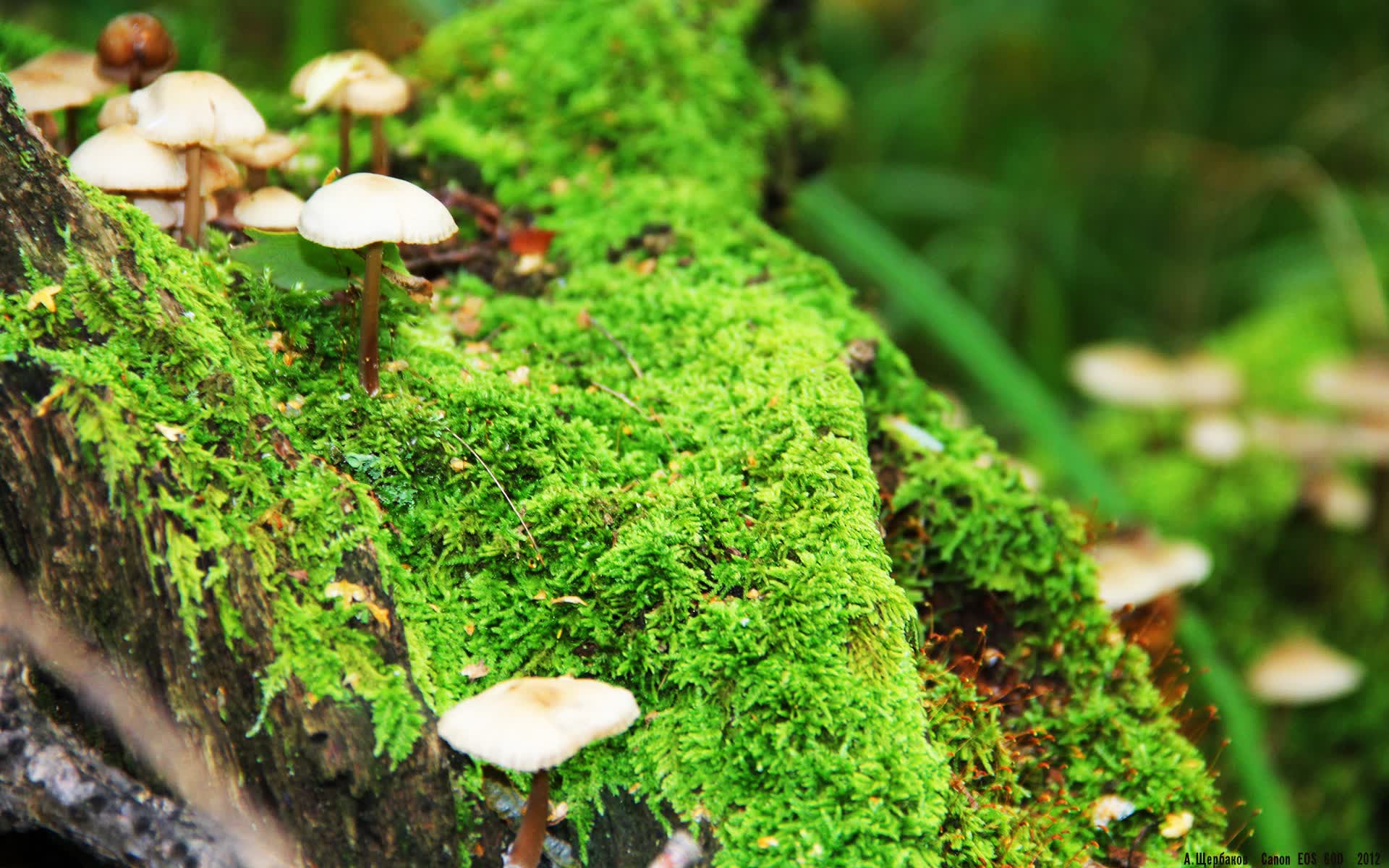 世界举重青年联赛技术升级试点经验发布,23届举重世界青年锦标赛